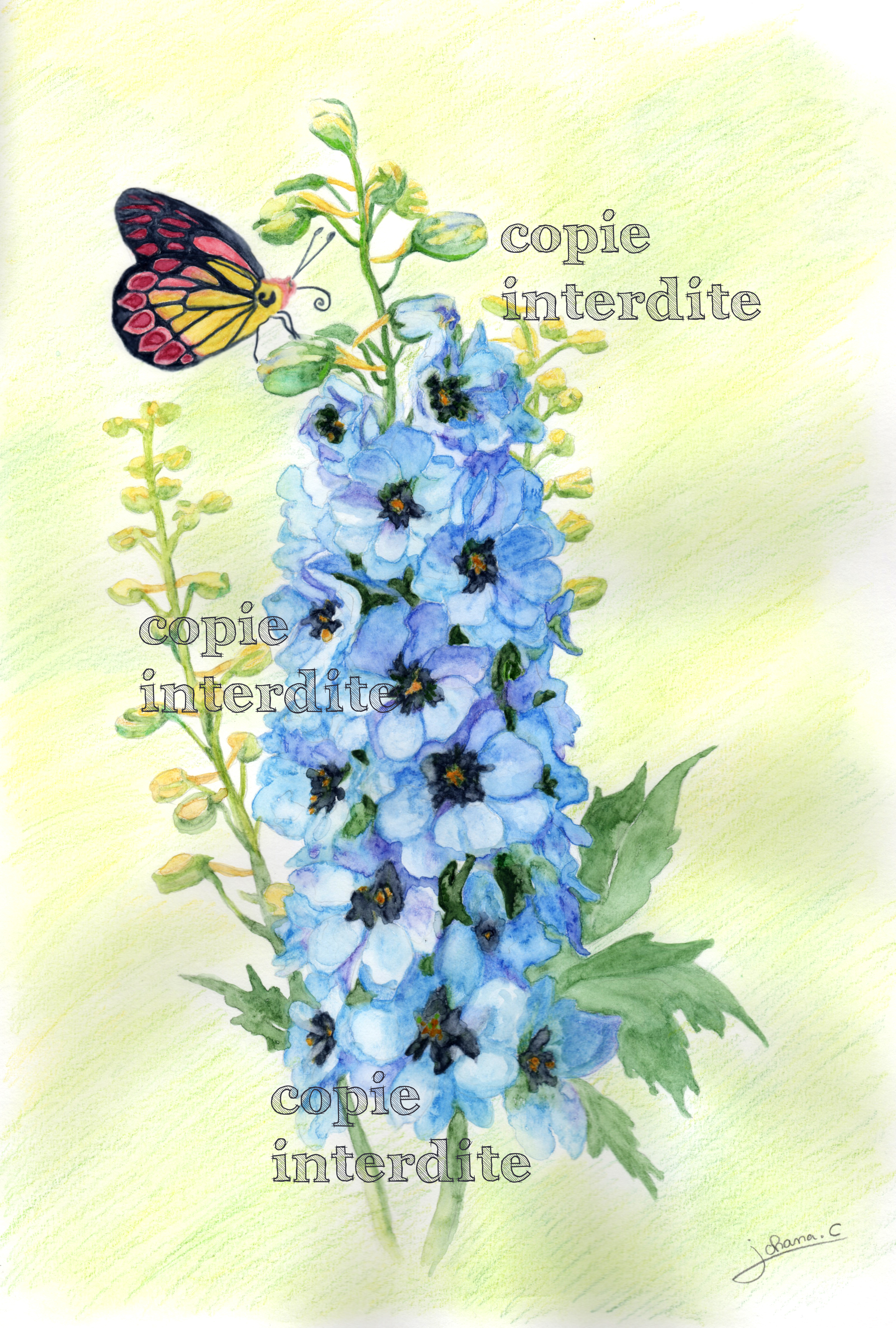Delphinium et papillon
