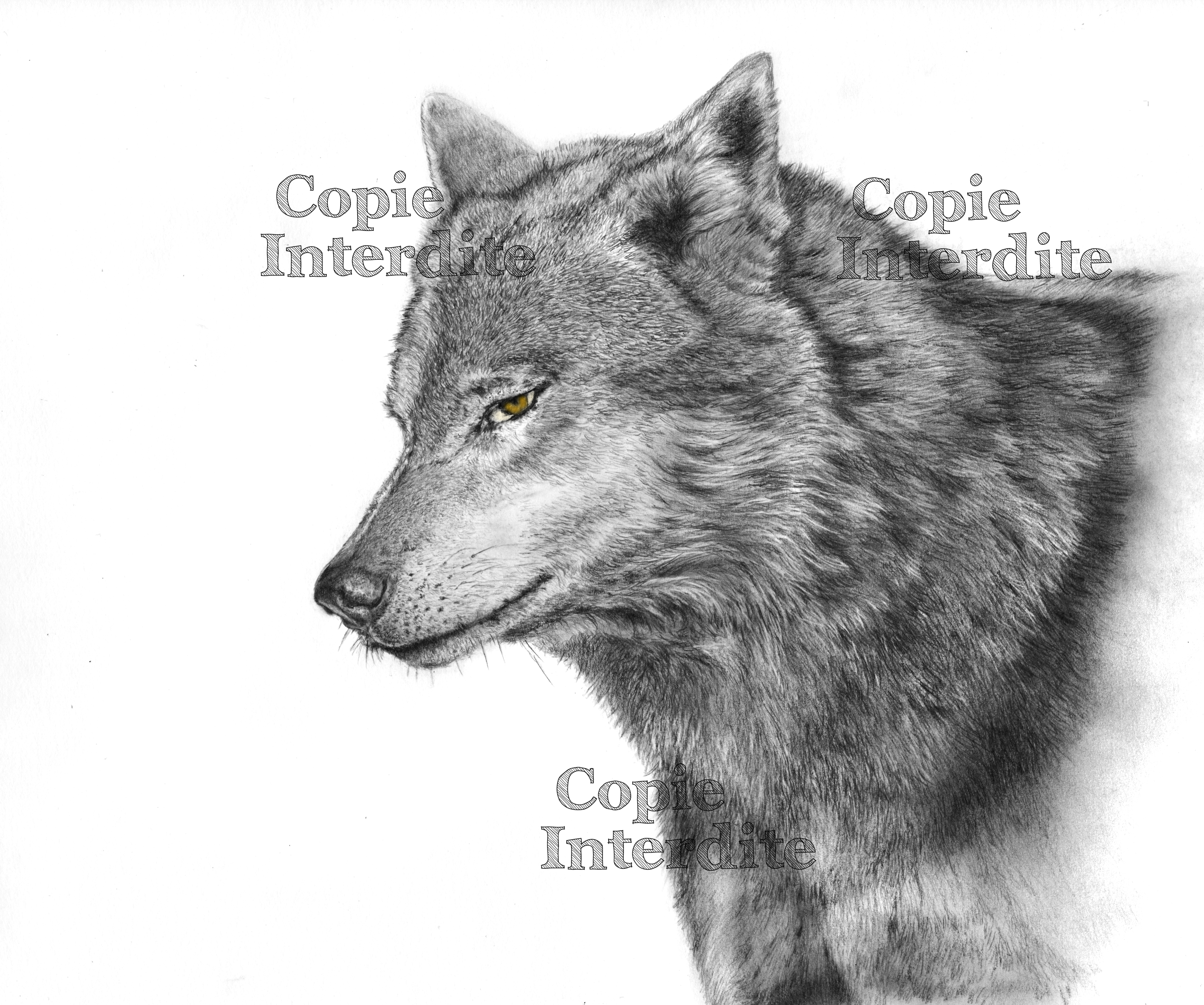 le Loup