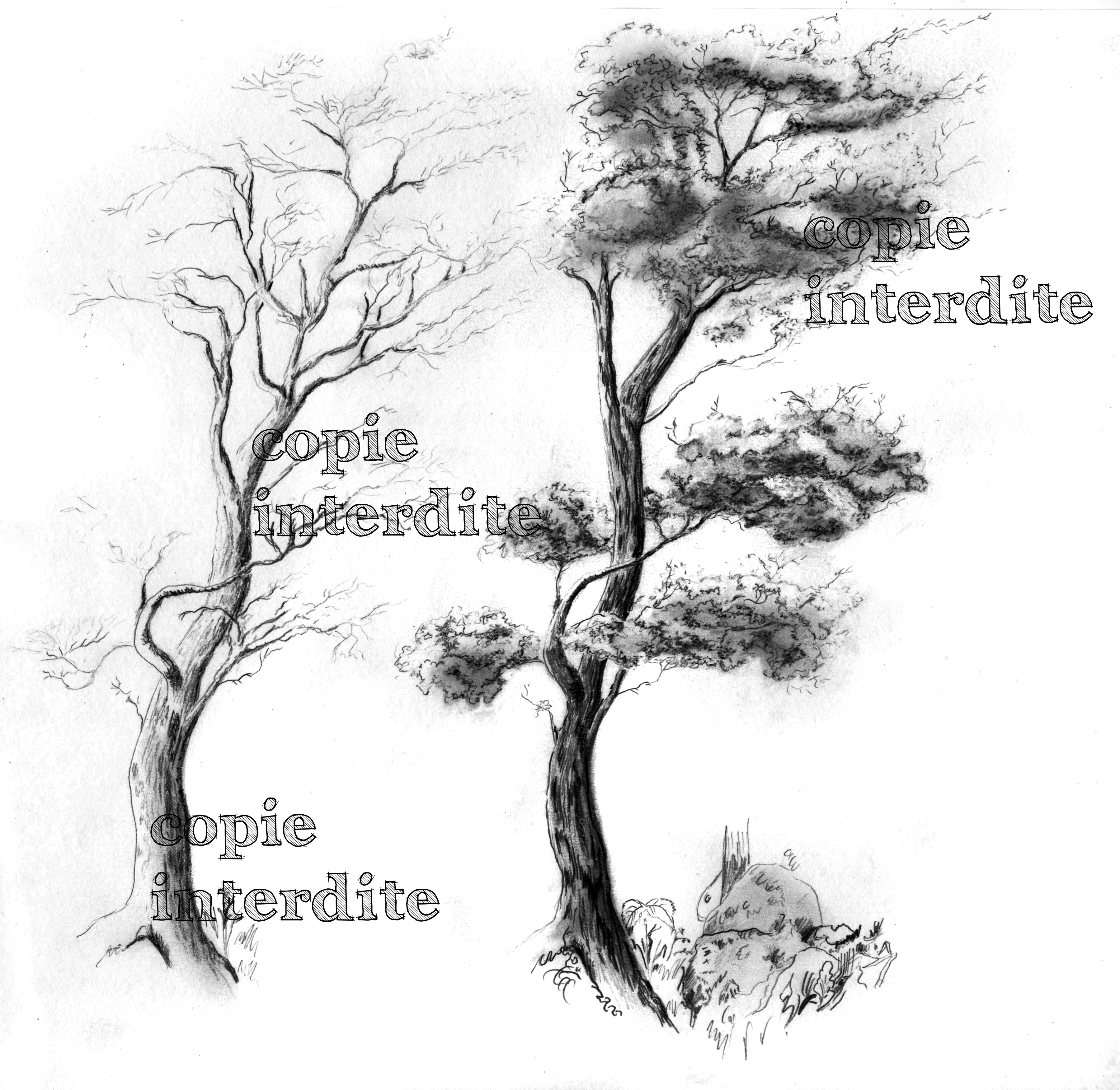 arbre croquis