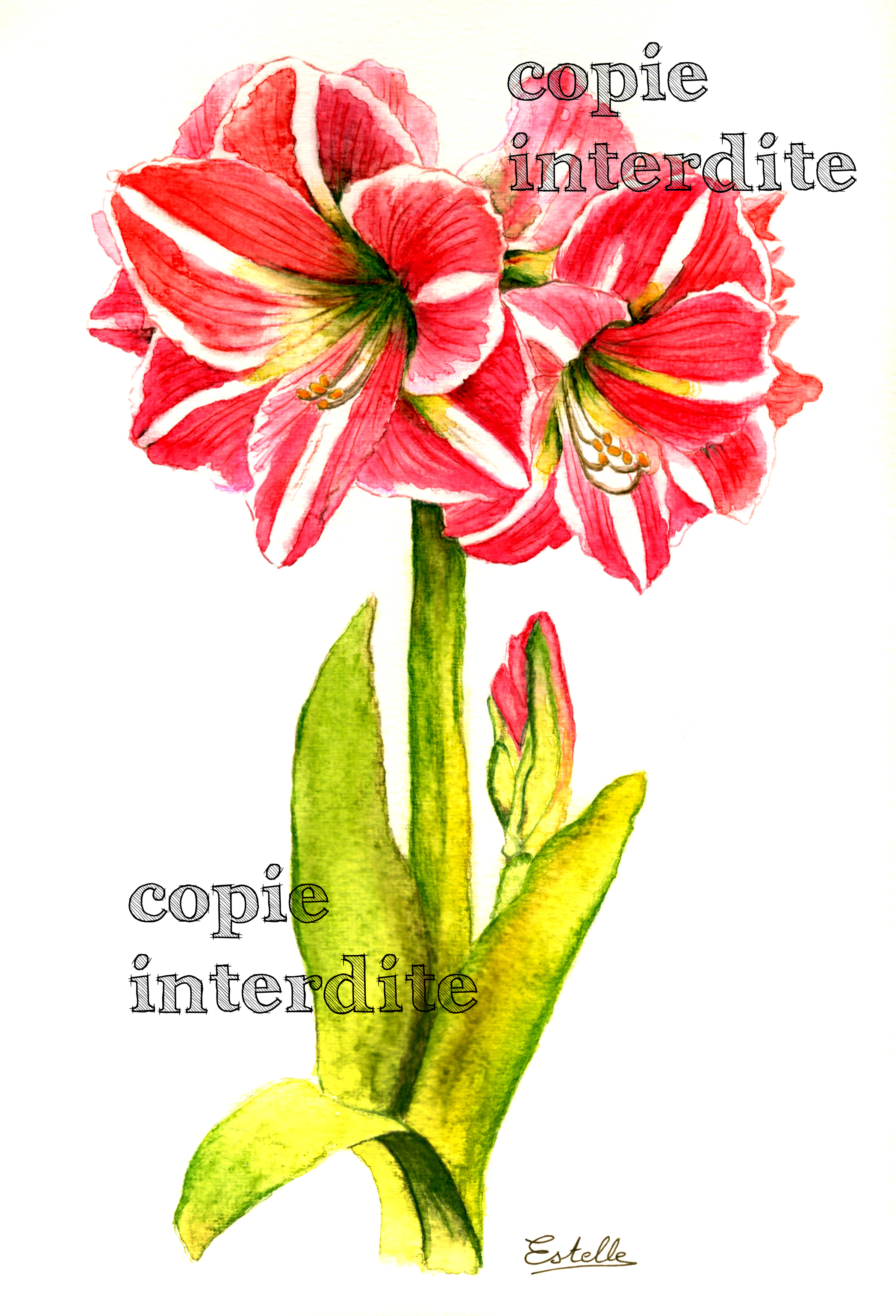 Amaryllis