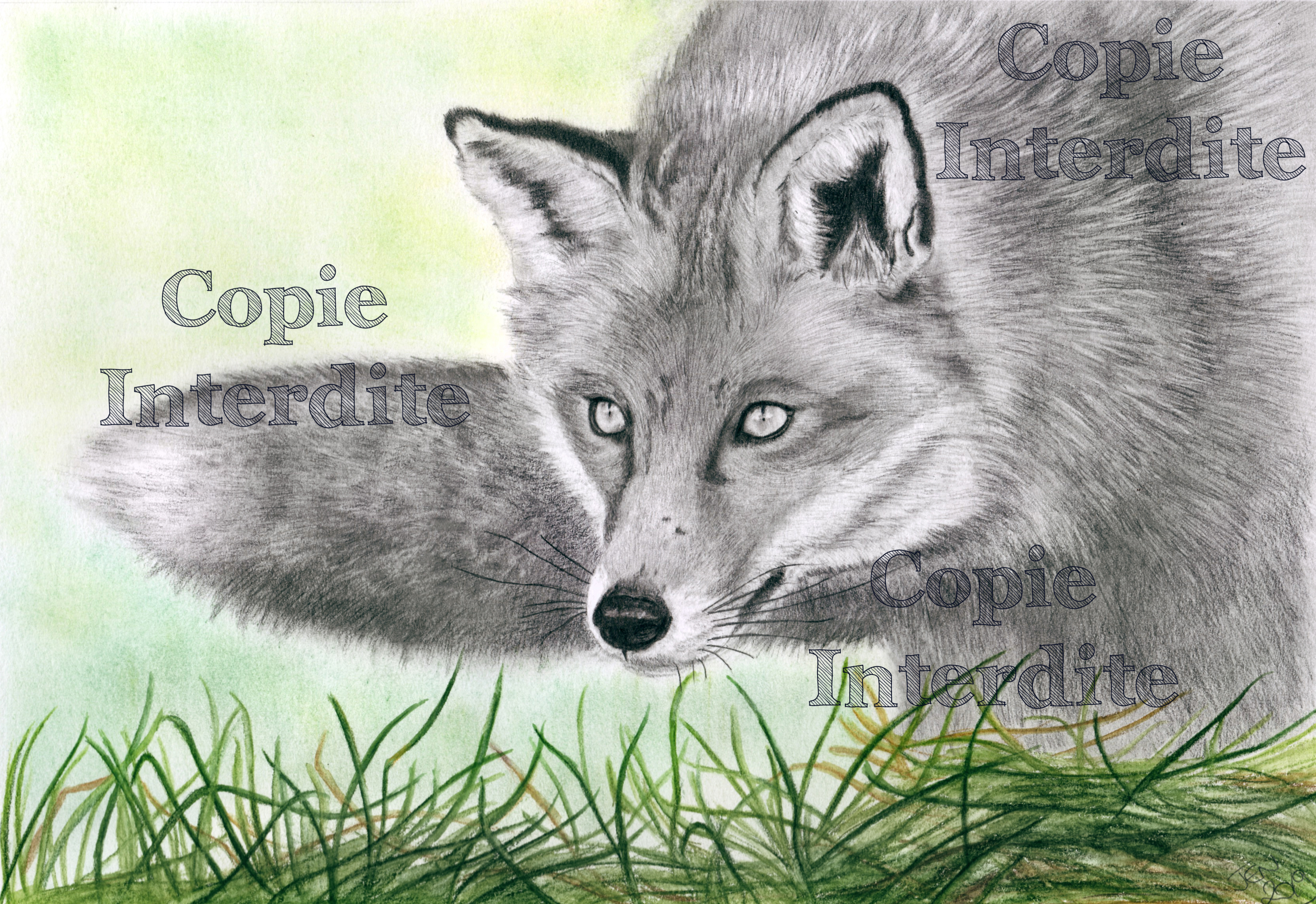 renard aux aguets