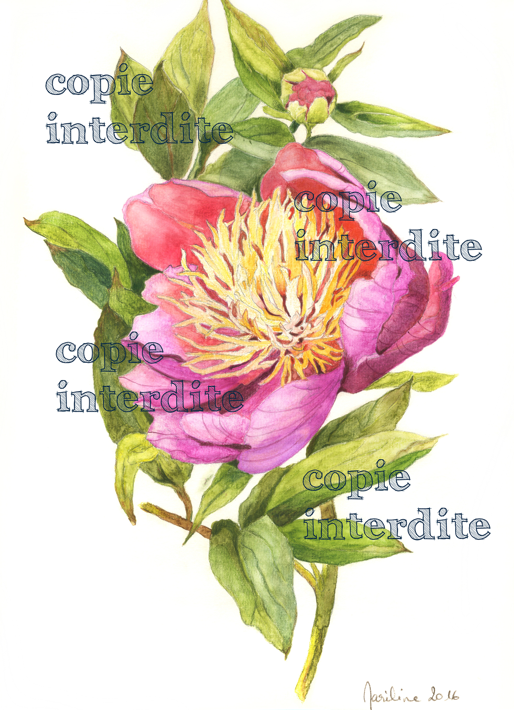 Pivoine