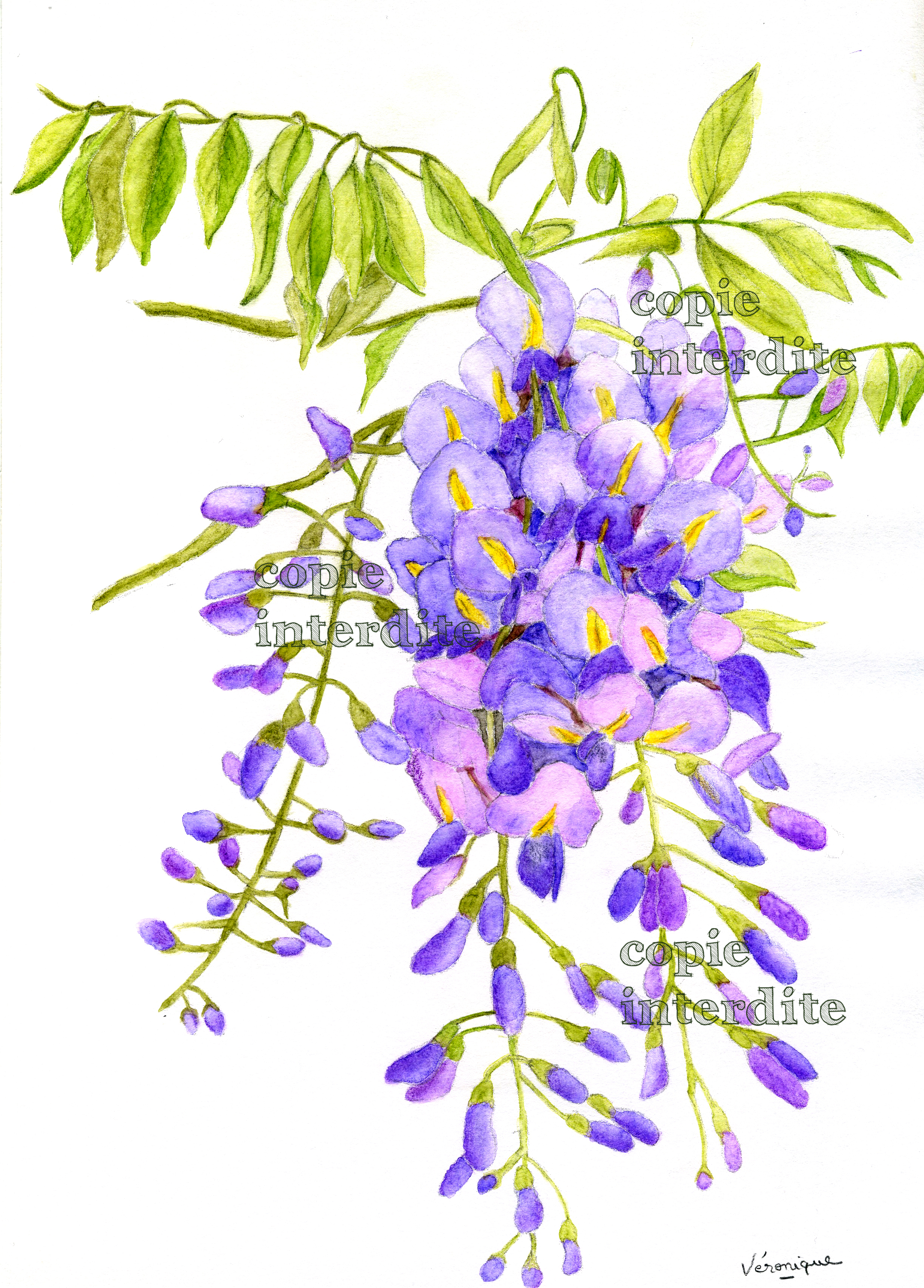 Glycine