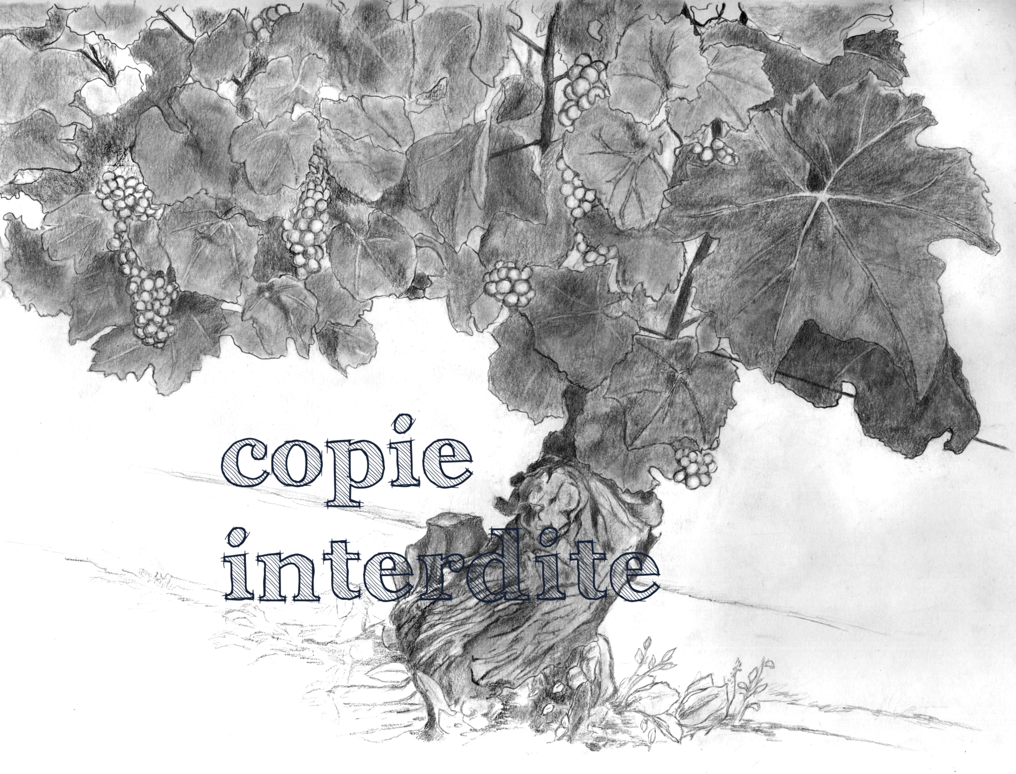Pied de vigne