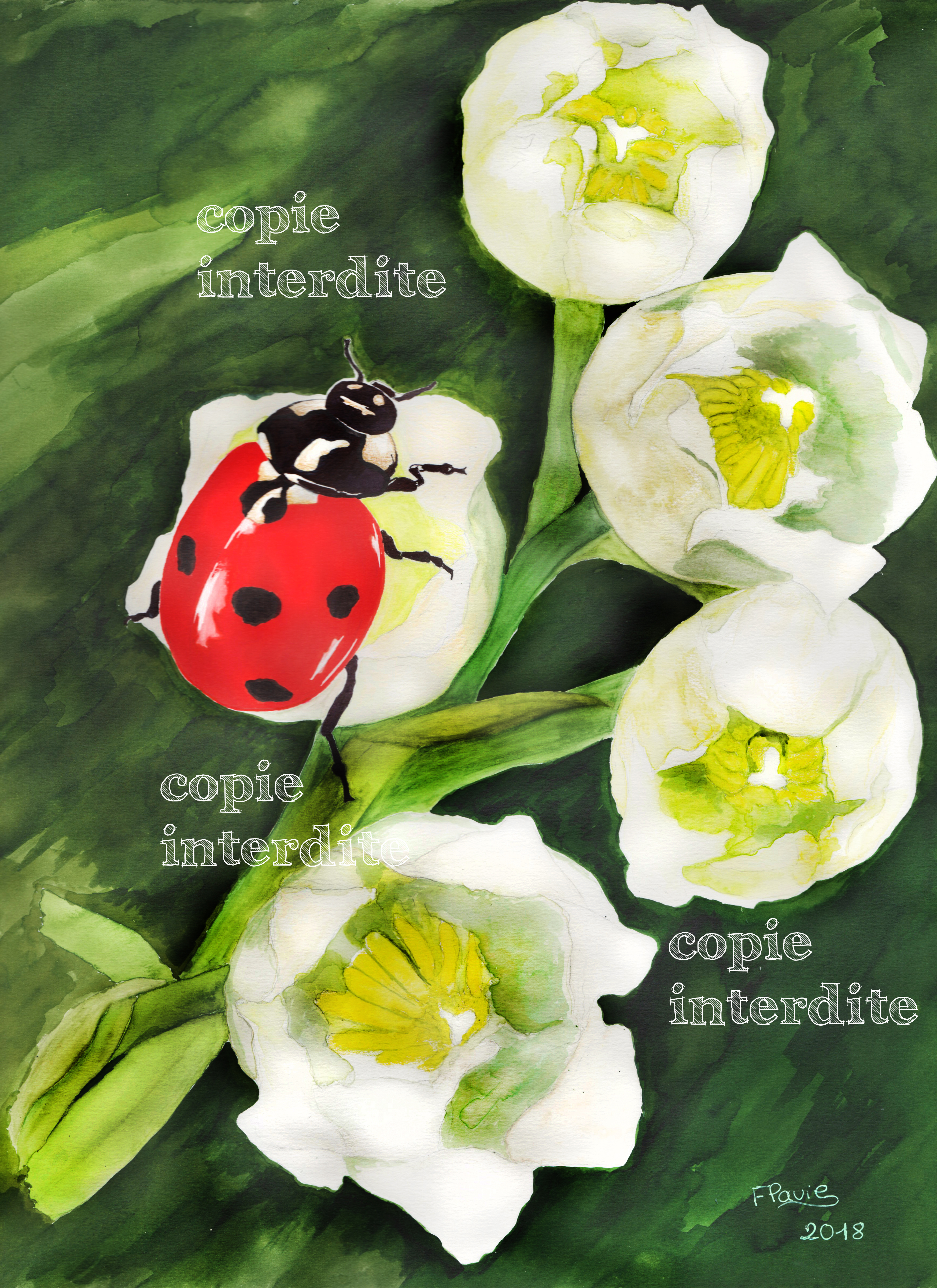 Coccinelle sur brin de muguet