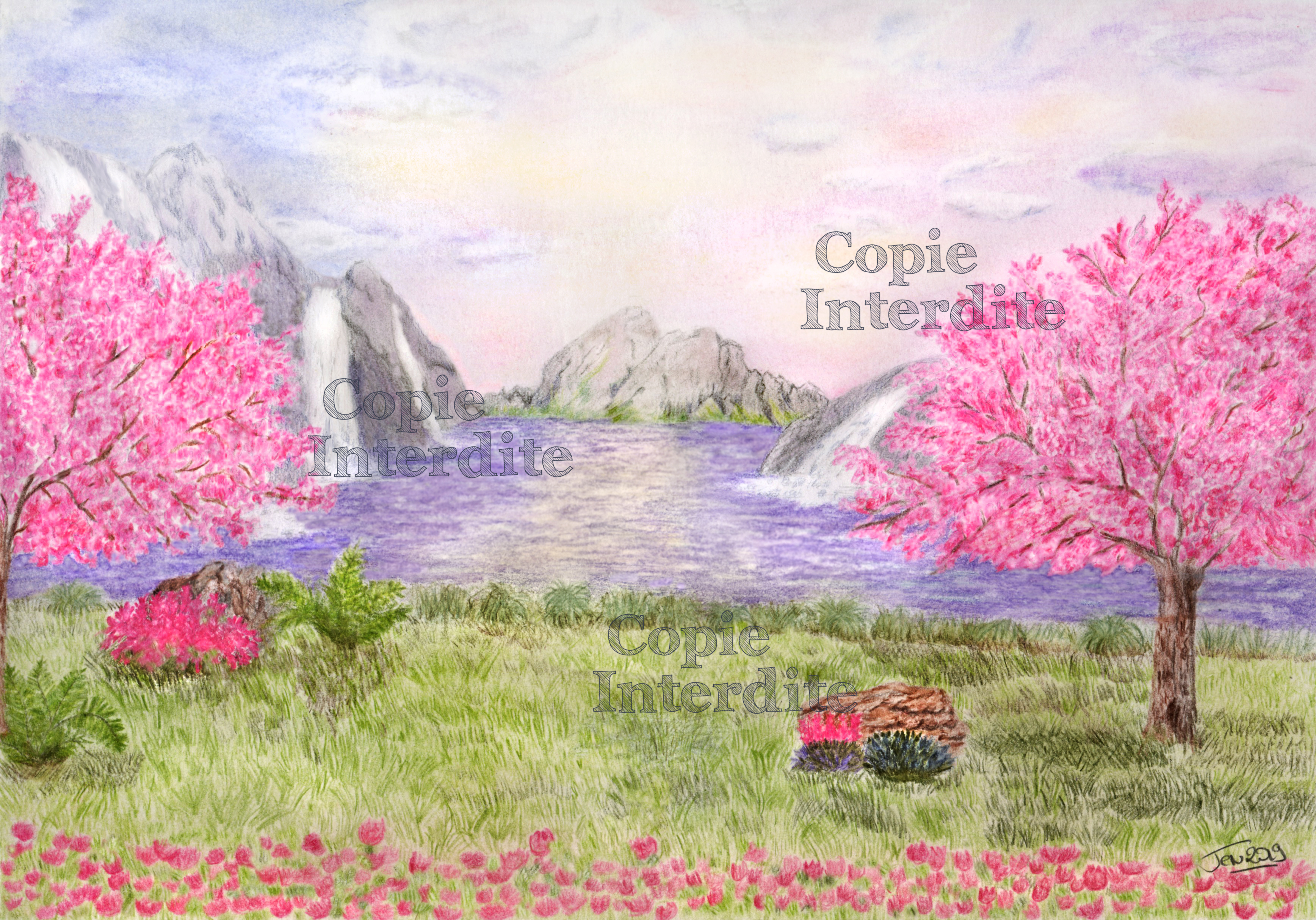 les cerisiers en fleurs
