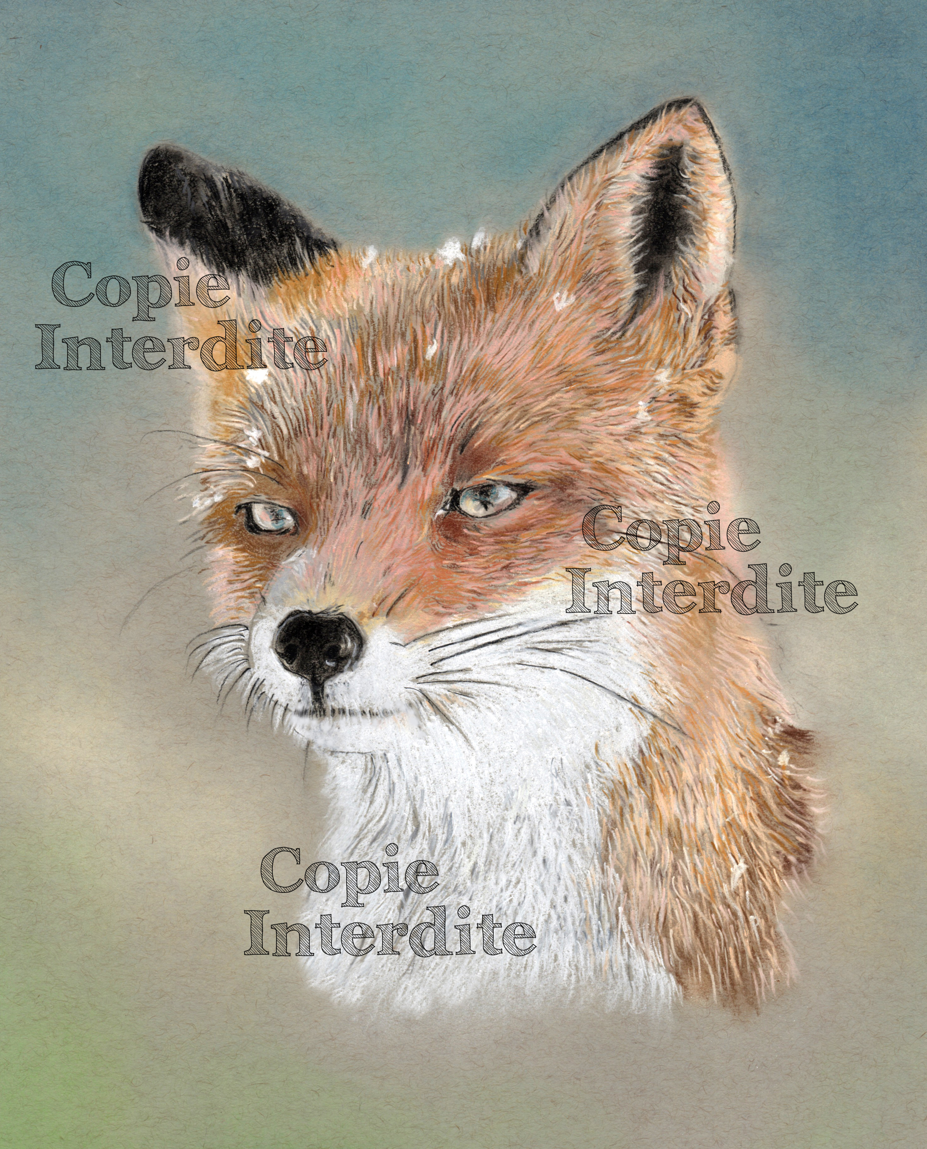 Renard en hiver