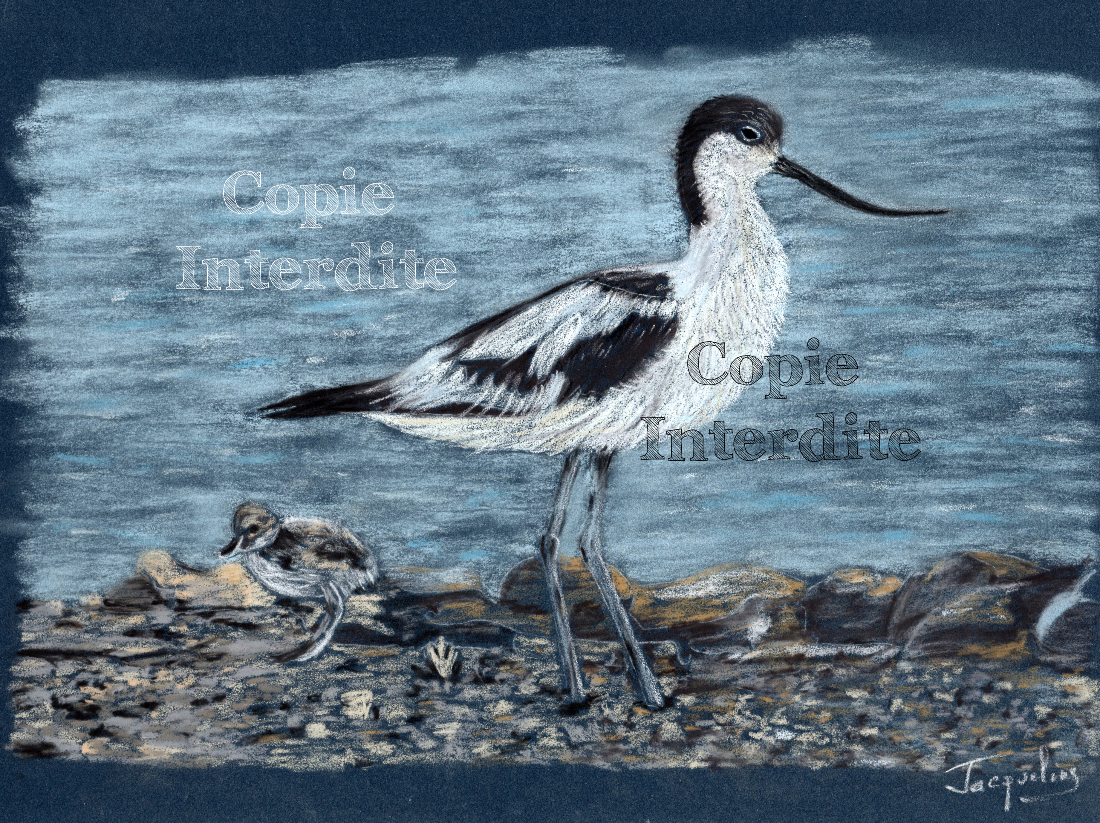 Avocette et Pioupiou