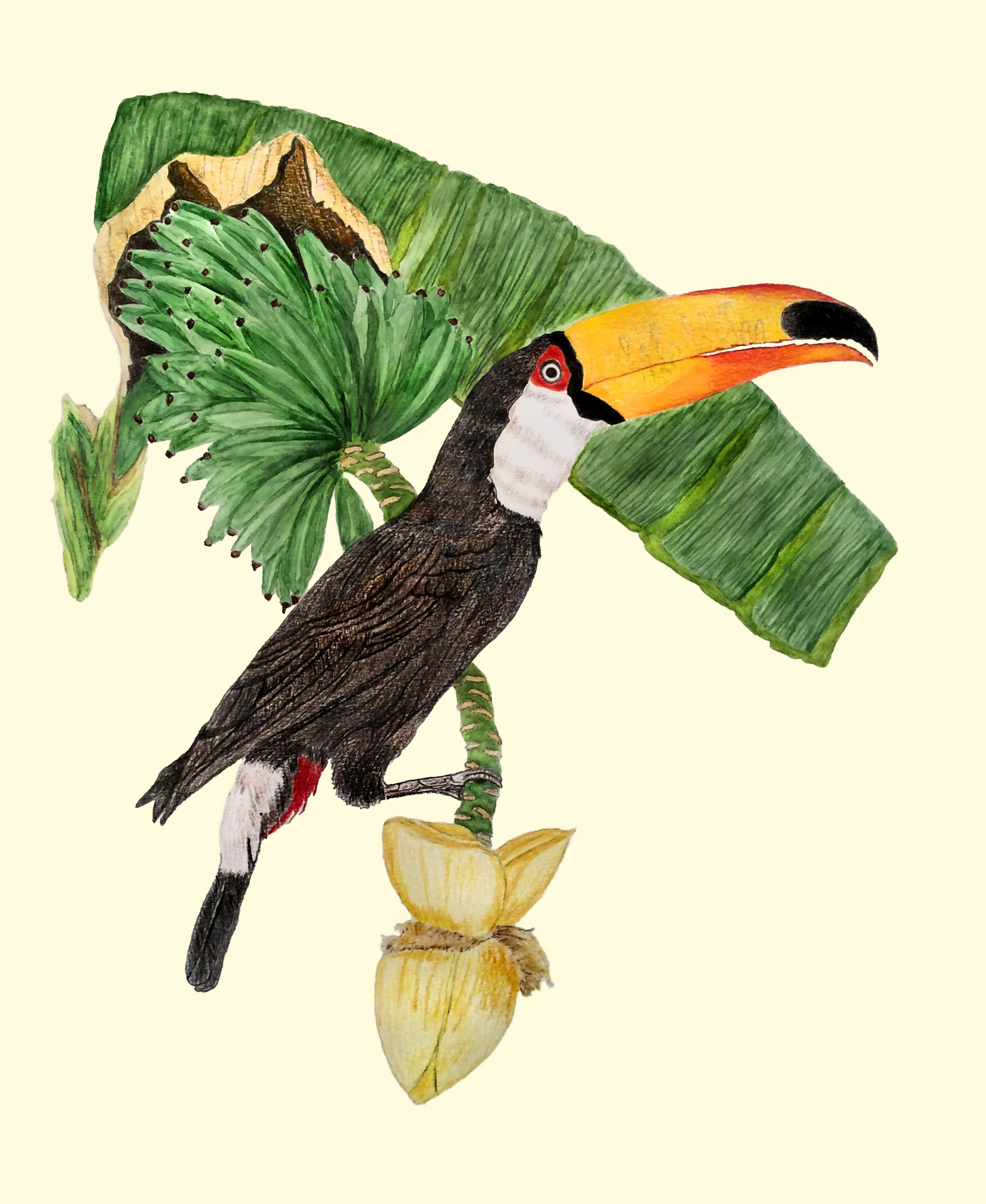 Le toucan