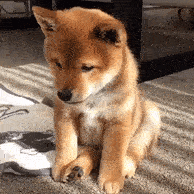 DarkGlitteringHen-max-1mb.gif
