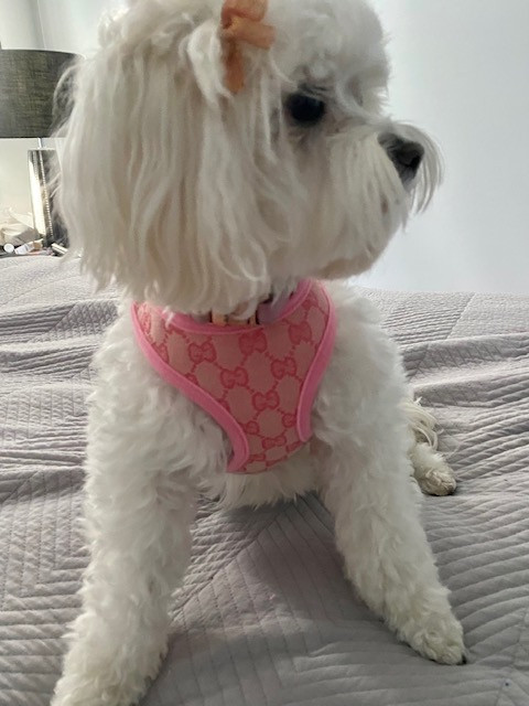 Picture Perfect Poochies