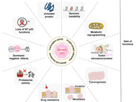 A Computational Approach to Precision Oncology for TP53 Mutations