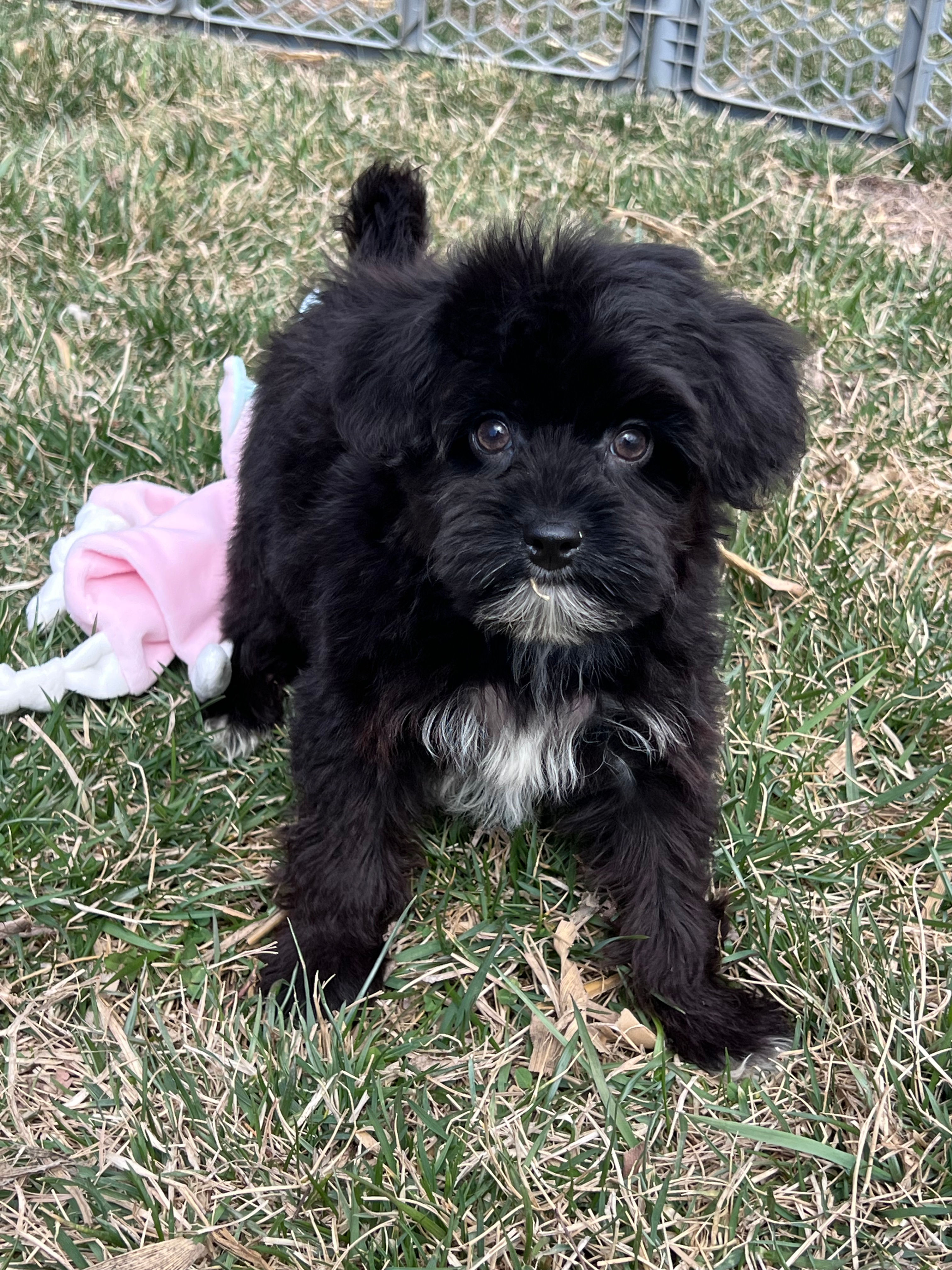 Miles - M $700