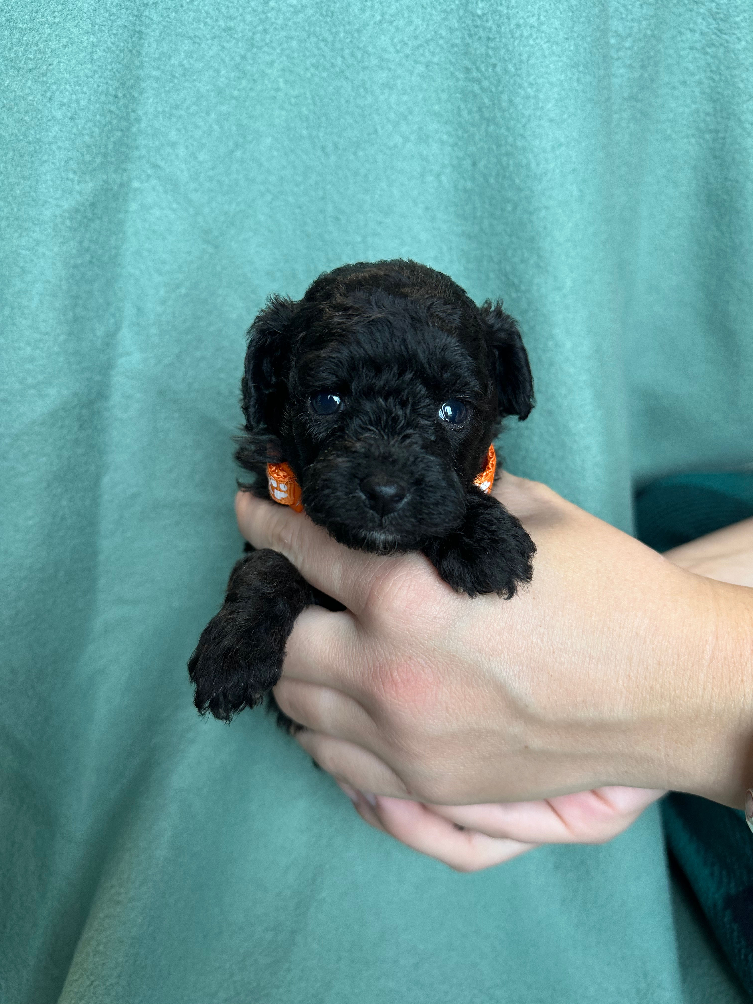 Enzo - M $900