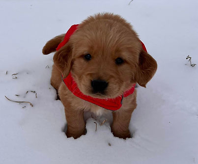 Golden Retriever.jpeg