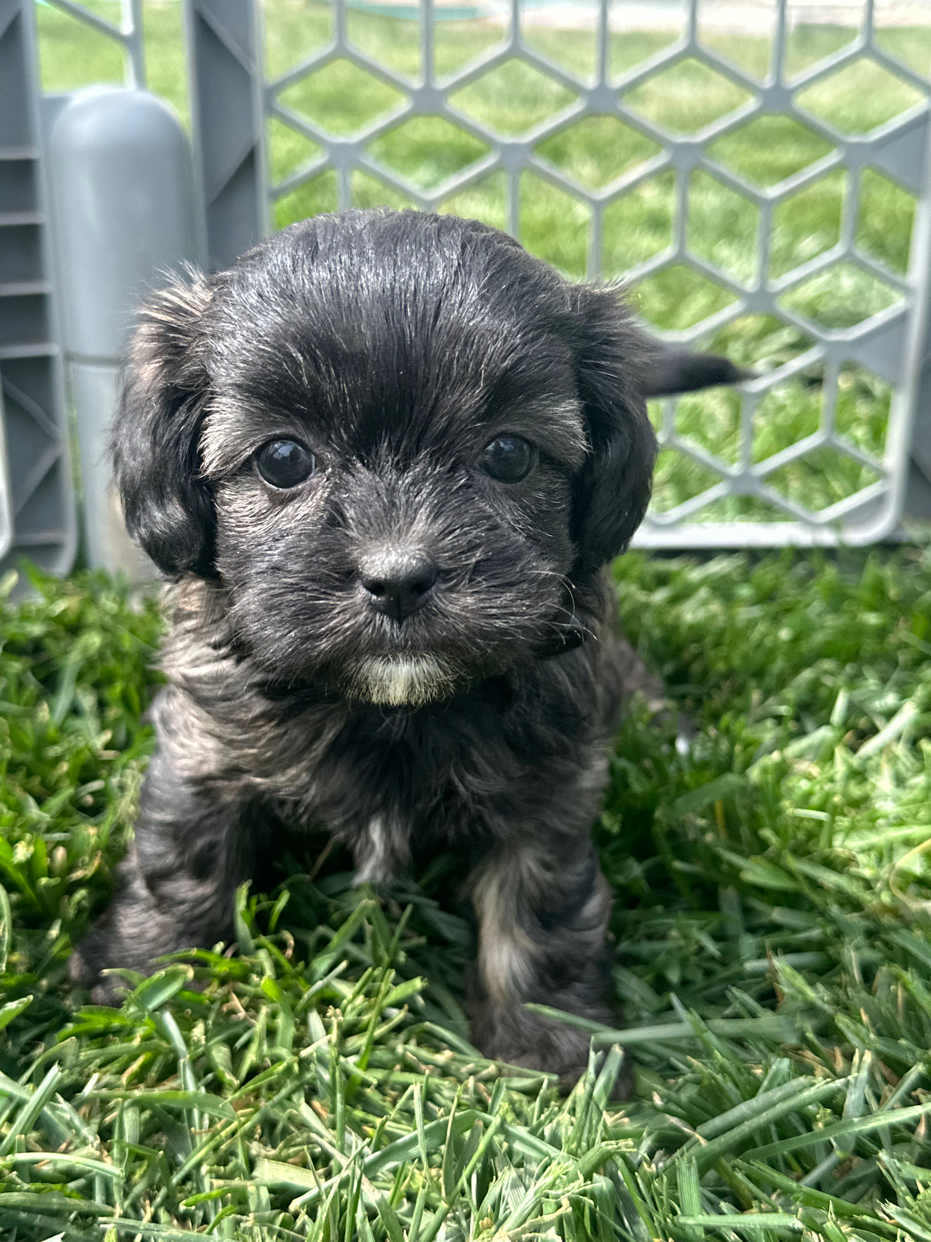 Reese - F $800