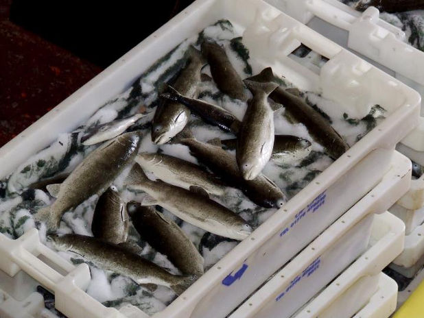 fish-in-ice.jpeg