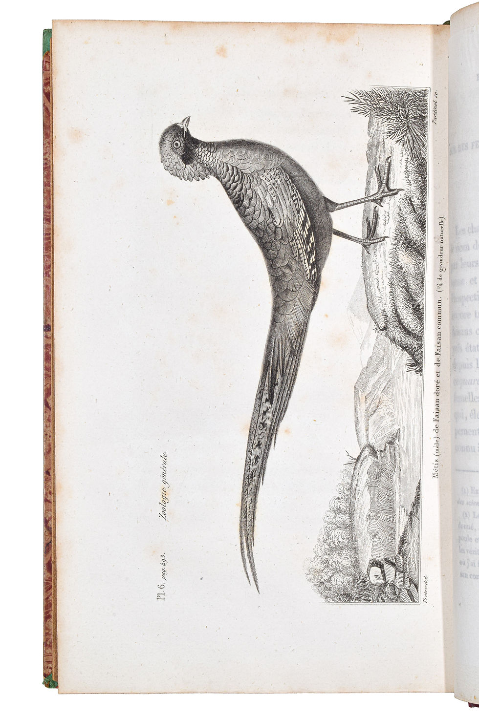 Miniature : Isidore Geoffroy SAINT-HILAIRE - Essais de zoologie générale ou mémoires...