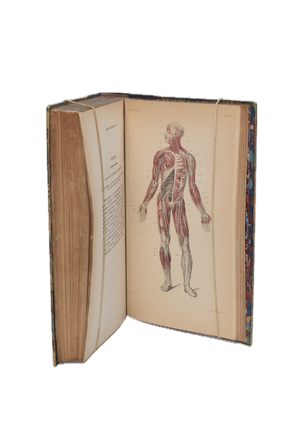 Miniature : Planche gravée représentant les organes internes, atlas de l’Anthropologie.