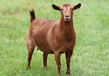 Crickett Aug 2020