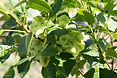 bo - acer campestre - d 1 - RKR33243