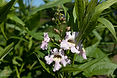 bo - acer campestre - d 1 - RKR33243.jpg