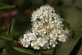 bo - acer campestre - d 1 - RKR33243