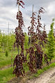 bo - acer campestre - d 1 - RKR33243