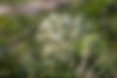 bo - acer campestre - d 1 - RKR33243.jpg