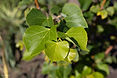 bo - acer campestre - d 1 - RKR33243