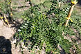 bo - acer campestre - d 1 - RKR33243