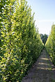 bo - acer campestre - d 1 - RKR33243