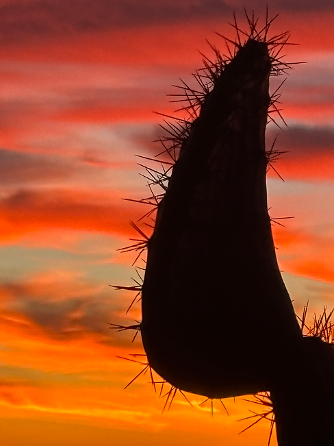 crown of thorns.HEIC