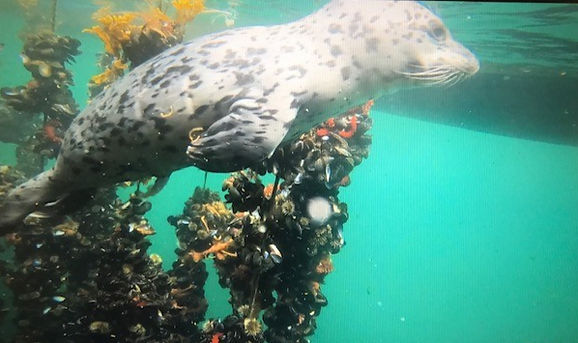 Seals hanging out among the Saltspring Mussels