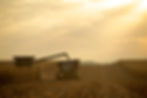 PrecisionPlanting_BlackOlive192.jpg