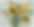 waning sunflowers.png