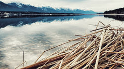 Straw on the Shore