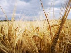 Golden Fields