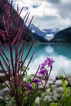Lake Views from a Bugs Eye