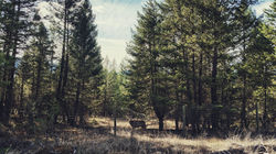 The Spring Faun