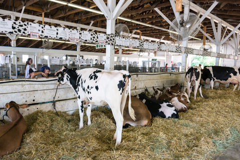 Cow Barn at Rice County Fair, Faribault, Minnesota