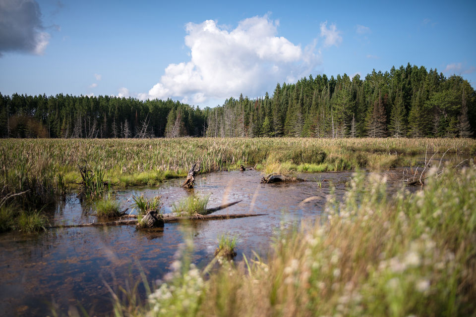 Vanishing Lake Fork Sam Campbell Trail Nicolet National Forest