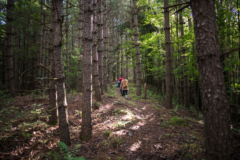 Sam Campbell Trail Chequamegon-Nicolet National Forest