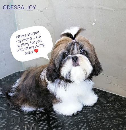 PATRICK ODESSA JOY.jpg