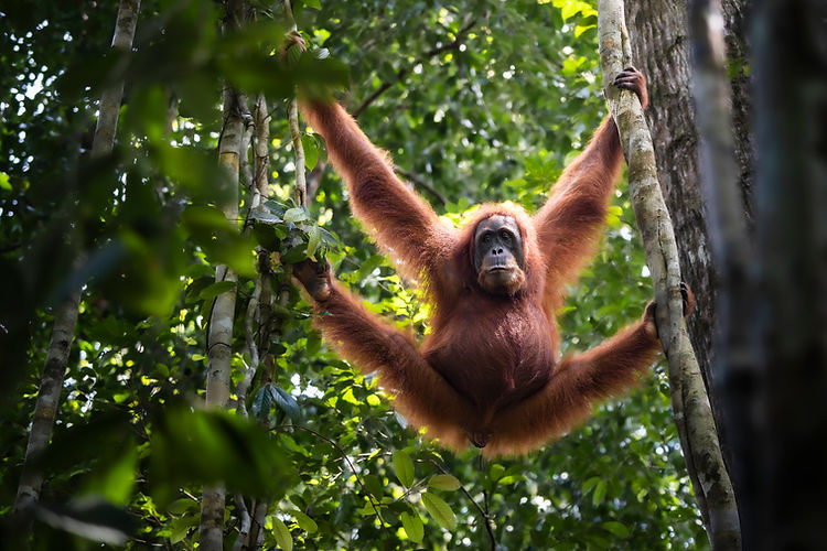 3 day jungle trek