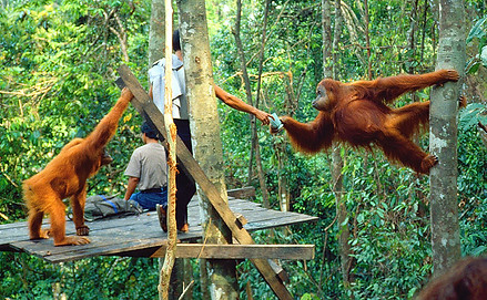 Feedingplatformbukitlawang