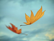 കൊഴിച്ചിൽ