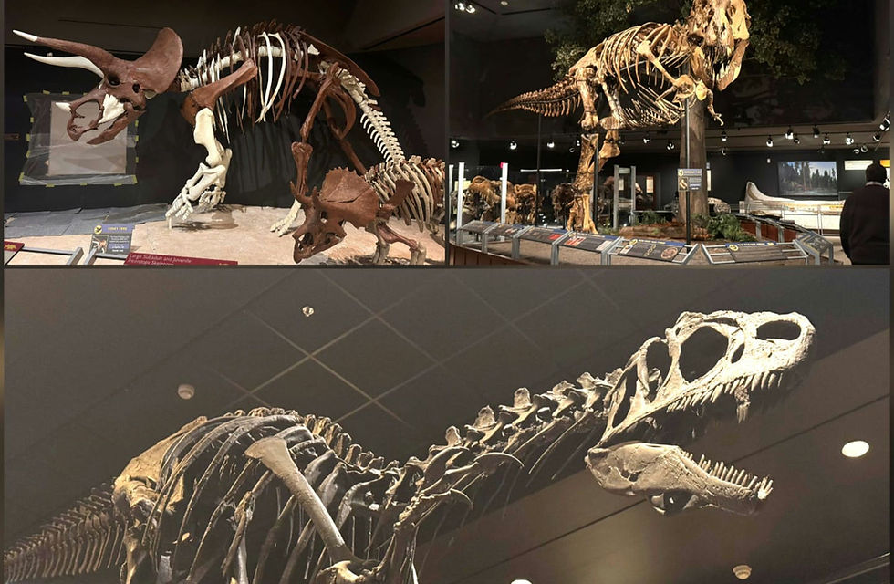 Dinosaur skeletons displayed in a museum, featuring a triceratops and T. rex. The setting is well-lit with informative panels visible.