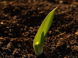 a seedling sprouts from the dark soil