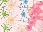 depiction of body cells in different colors